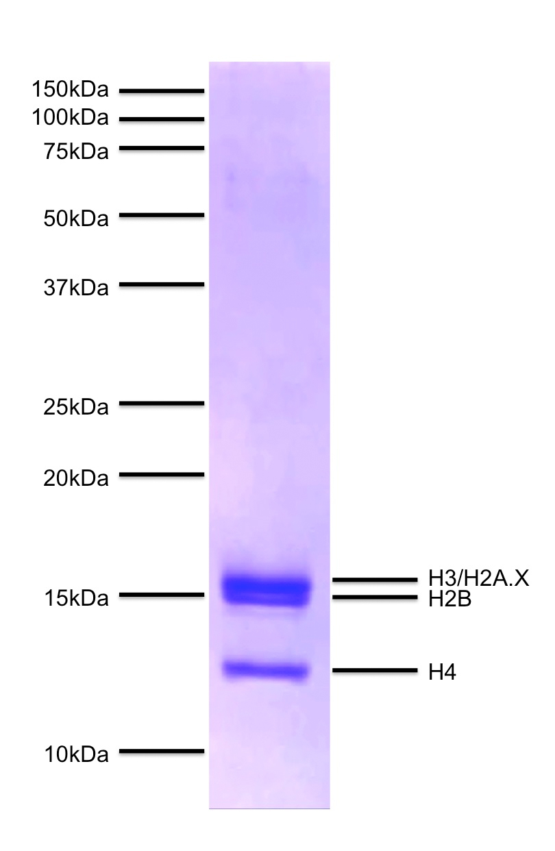 16-0013 Protein Gel