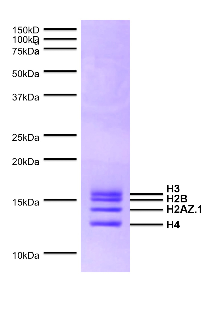 16-0014 Protein Gel