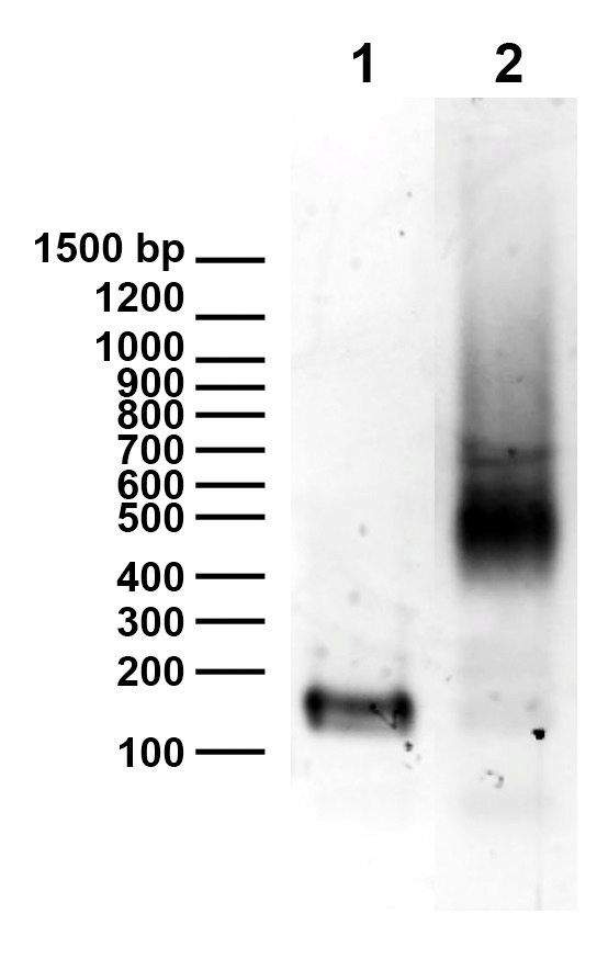 16-0015 DNA Gel