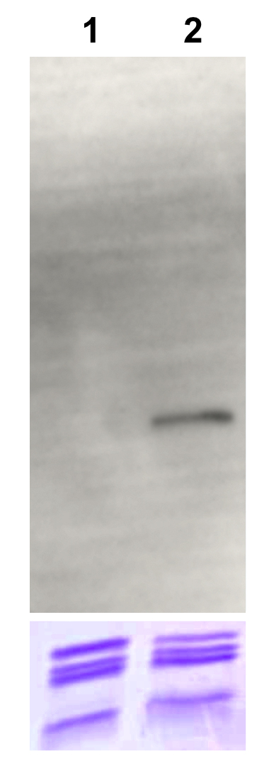 16-0323 Western Blot