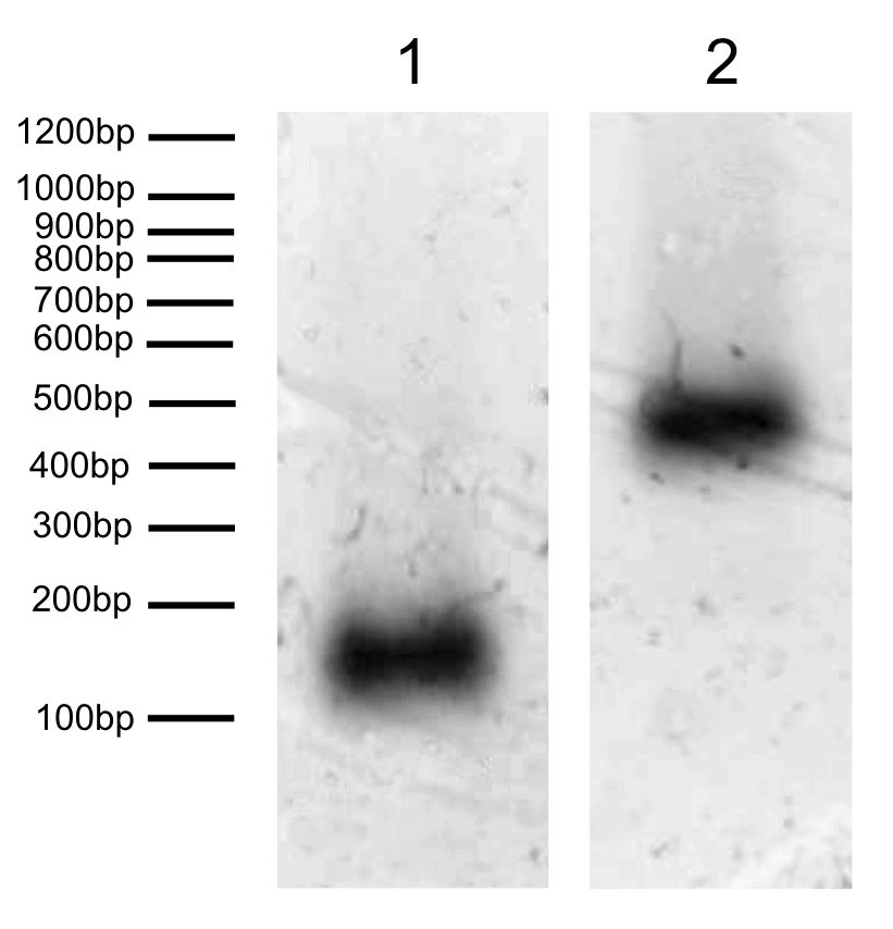 16-0323 DNA Gel