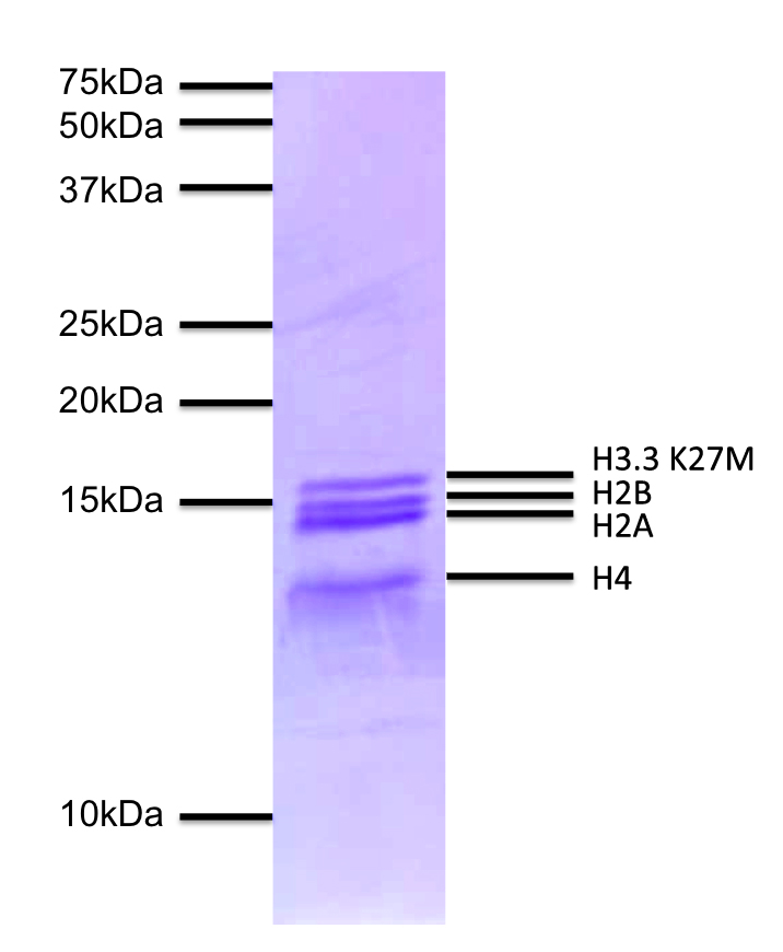 16-0323 Protein Gel