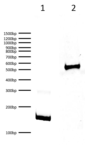 16-1323 DNA Gel