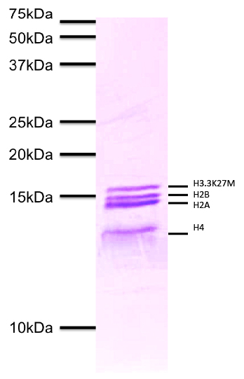 16-1323 Protein Gel