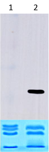 16-1323 Western Blot