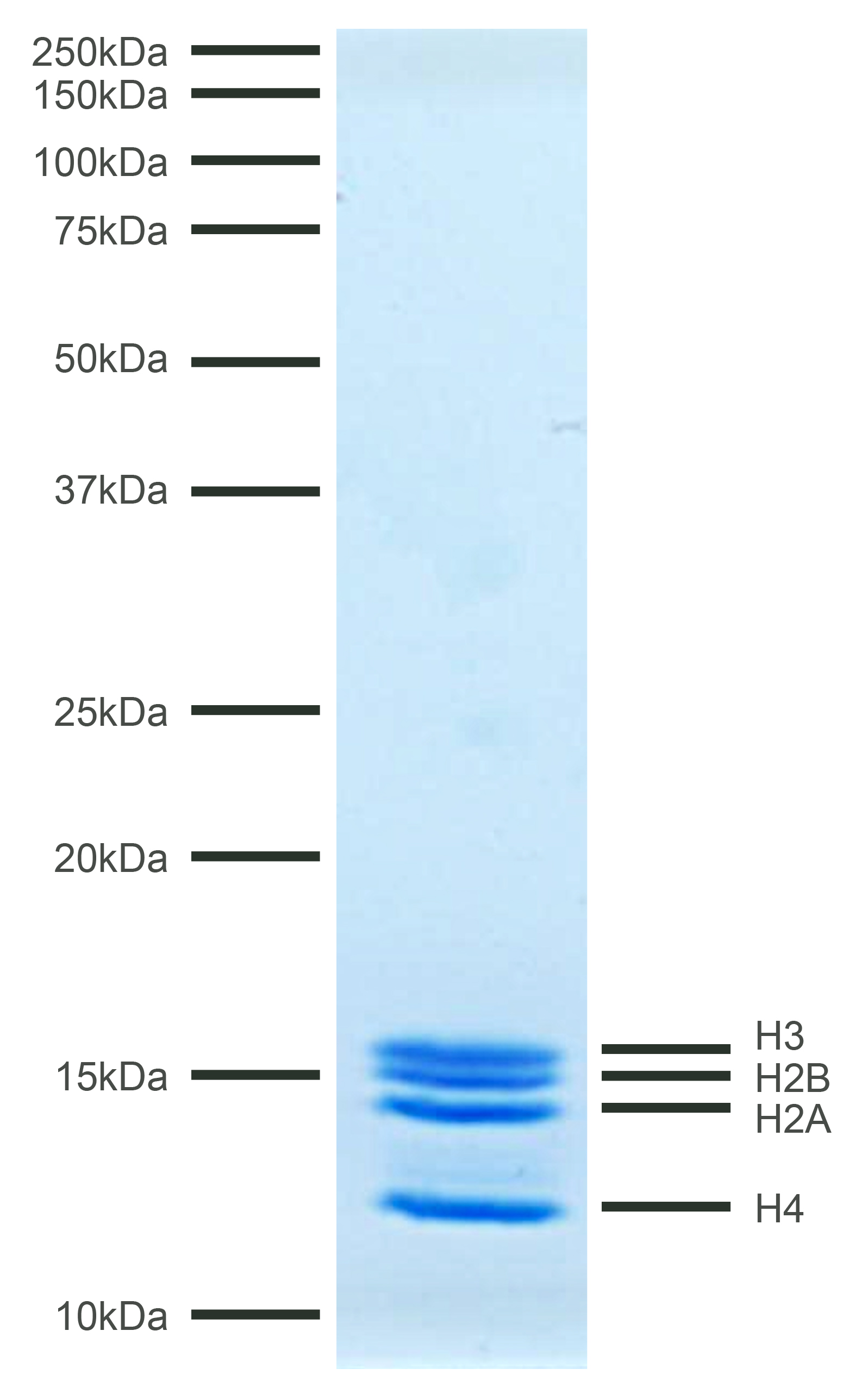 16-4112 Protein Gel