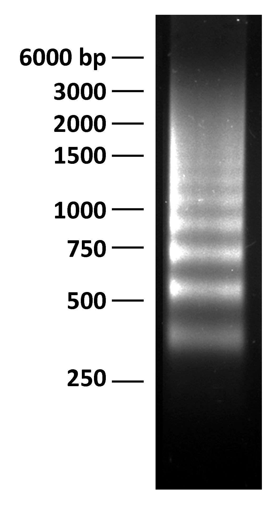 16-0003 DNA Gel