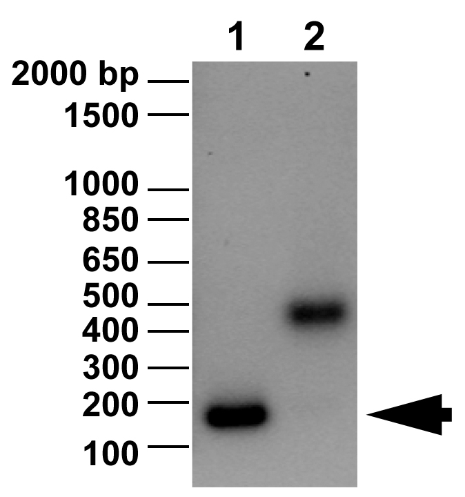 16-0006 DNA Gel