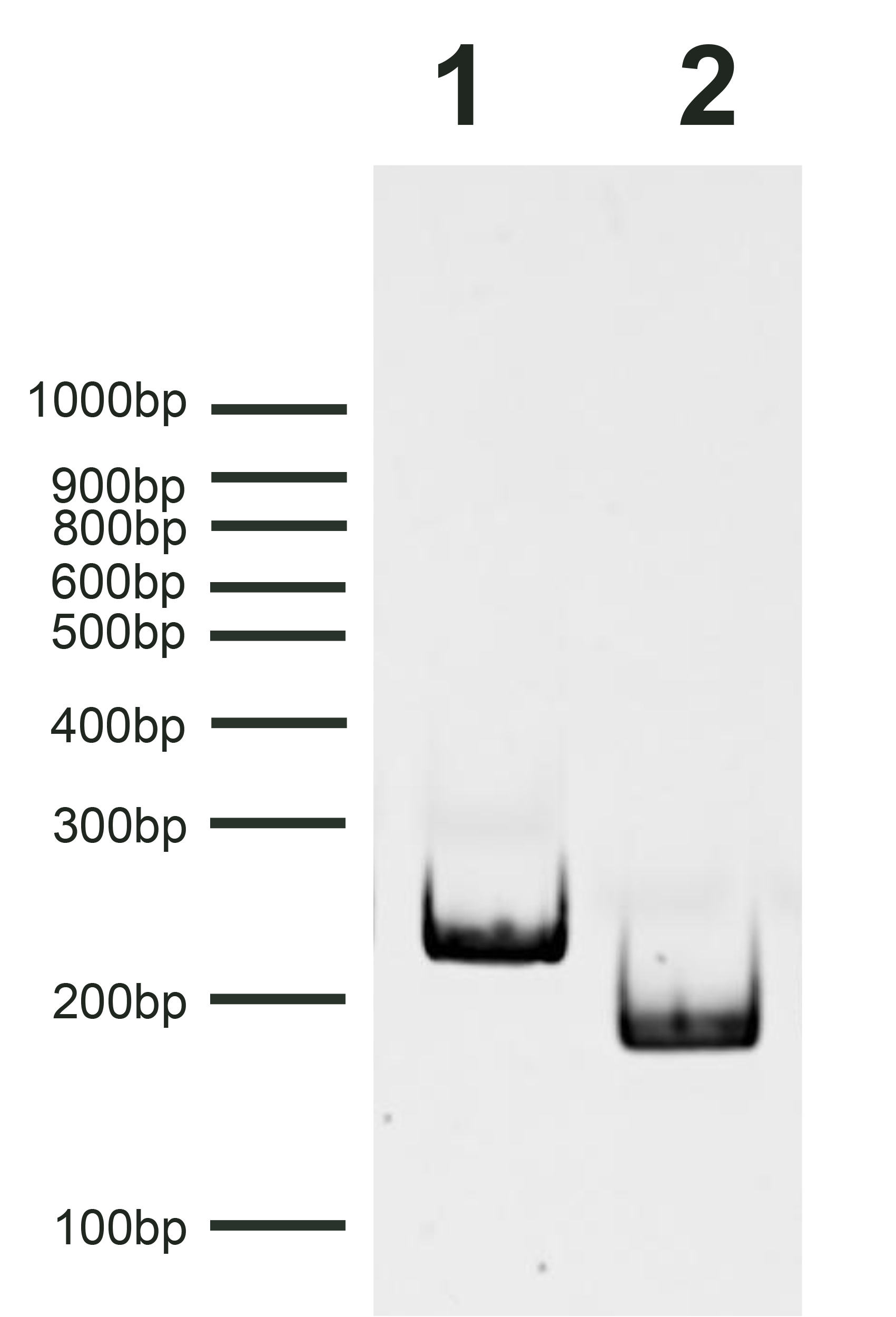 18-4113 Gel Data