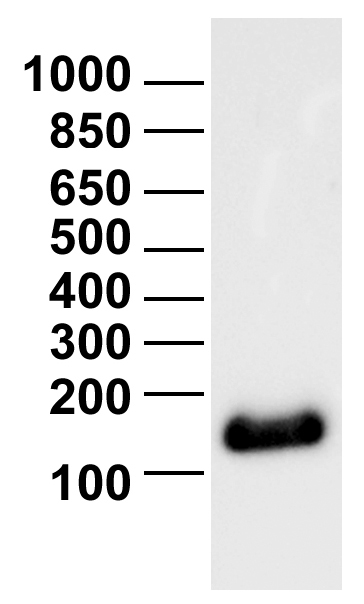 18-0005 Gel Data
