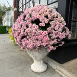Fall in Love with Mums: Your Ultimate Guide!