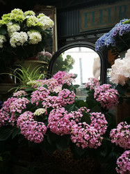 ​Ways to add Plants in your Décor