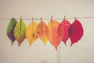 Colors for your Fall Styled Space