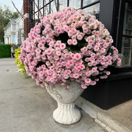Fall in Love with Mums: Your Ultimate Guide!