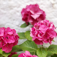 ​Hydrangeas in the Summer: Decorating with These Vibrant Blooms