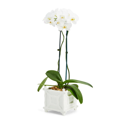 White Faux Bamboo Cachepot