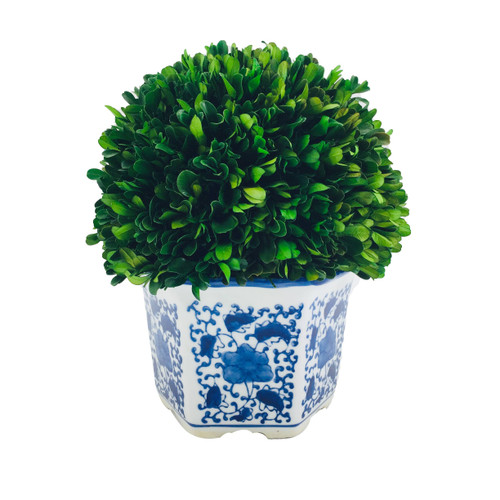 Boxwood Ball in Blue & White Pot - Large