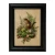 Framed Vintage Chipmunk Botanical Print
