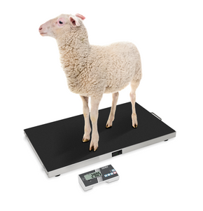 Trådlös veterinärvåg för exakt och hygienisk djurvägning