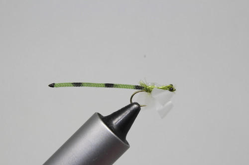 Adult Damsel Olive