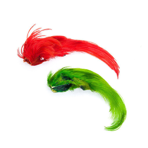 GOLDEN PHEASANT CRESTS