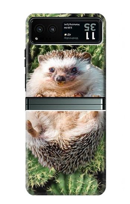 S3863 Pygmy Hedgehog Dwarf Hedgehog Paint Case For Motorola Razr 40