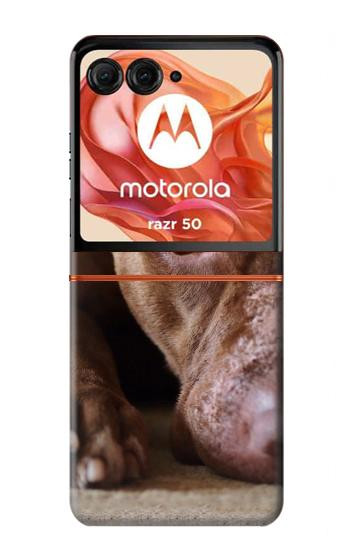 S0519 PitBull Face Case For Motorola Razr 70,60,50, Razr (2026, 2025, 2024)