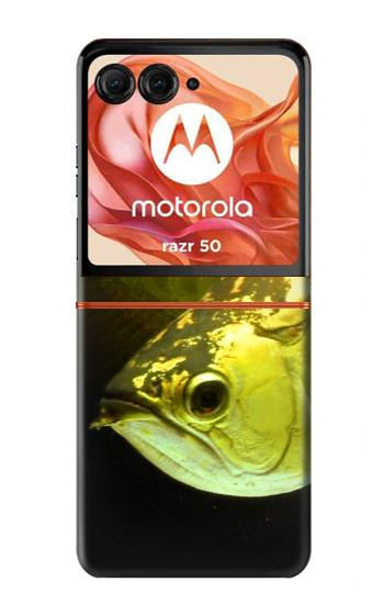 S1021 Gold Arowana Fish Case For Motorola Razr 70,60,50, Razr (2026, 2025, 2024)