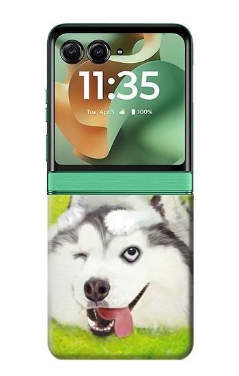 S3795 Kitten Cat Playful Siberian Husky Dog Paint Case For Motorola Razr 70+,60+, Razr+ (2026, 2025, 2024)