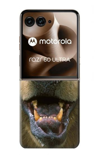 S0840 Grizzly Bear Face Case For Motorola Razr 60 Ultra, Razr Ultra 2025