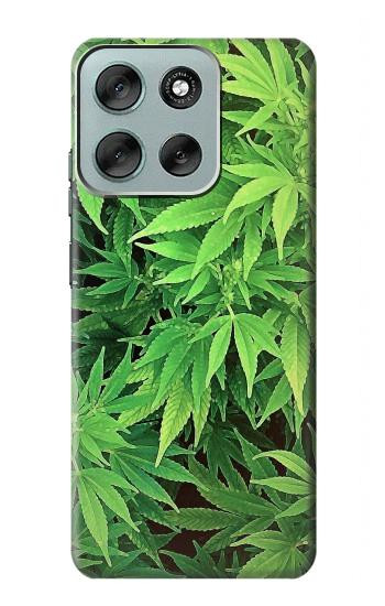 S1656 Marijuana Plant Case For Motorola Moto G56