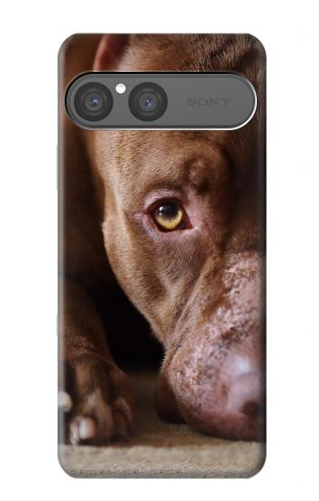 S0519 PitBull Face Case For Sony Xperia 10 VII