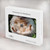S3863 Pygmy Hedgehog Dwarf Hedgehog Paint Hard Case For MacBook Air 15″ (2023,2024,2025) - A2941, A3114, A3241
