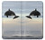 S1349 Killer whale Orca Case For iPhone X, iPhone XS
