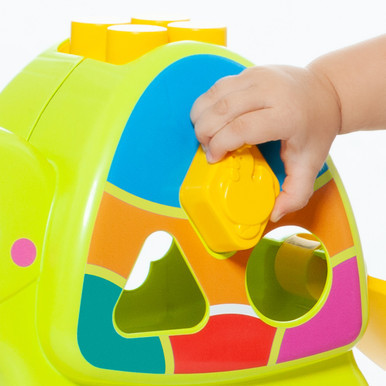 Molto Aktivitätsschildkröte