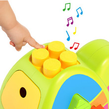 Molto Aktivitätsschildkröte