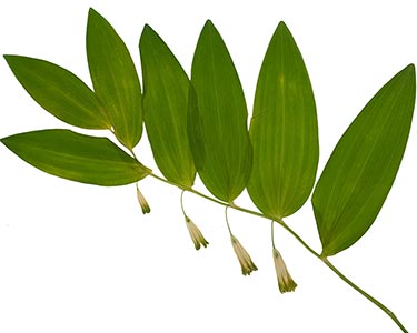 Polygonatum