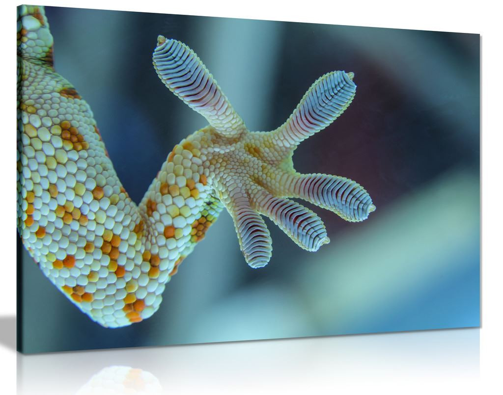Gecko Leg Canvas Wall Art Picture Print