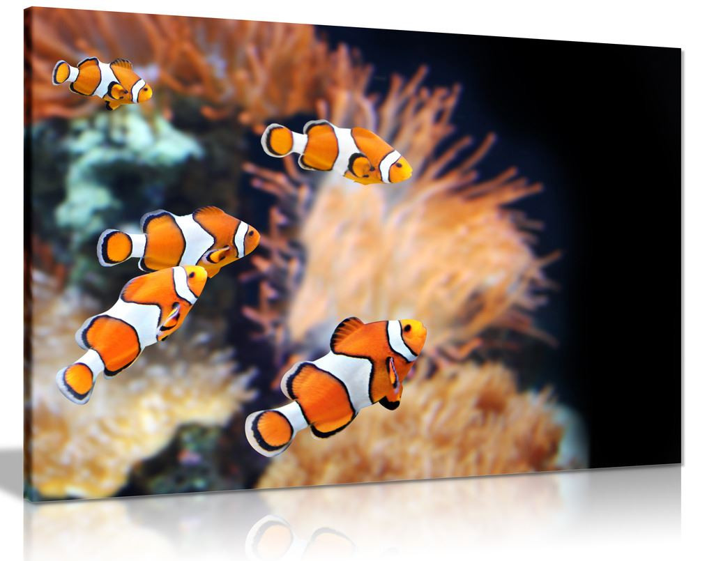 Clown Fish Canvas Wall Art Picture Print