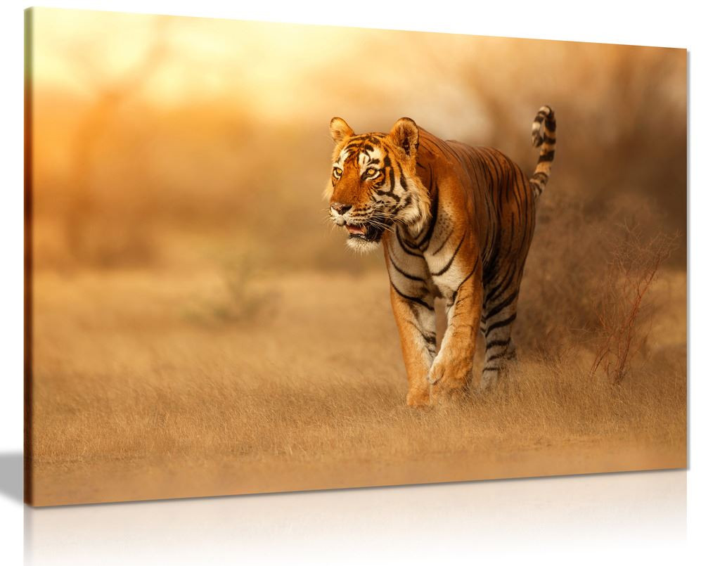 Bengal Tiger Wildlife Canvas Wall Art Picture Print