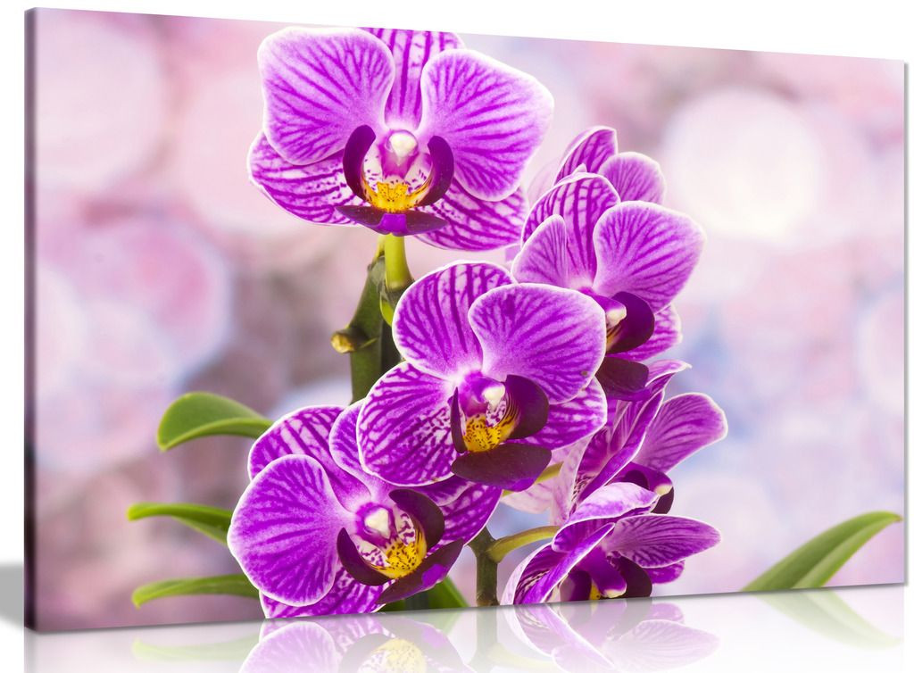 Purple Wall Art Orchid Flowers Canvas