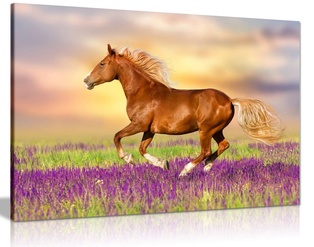 Red Horse Running Through Lavender Field Canvas