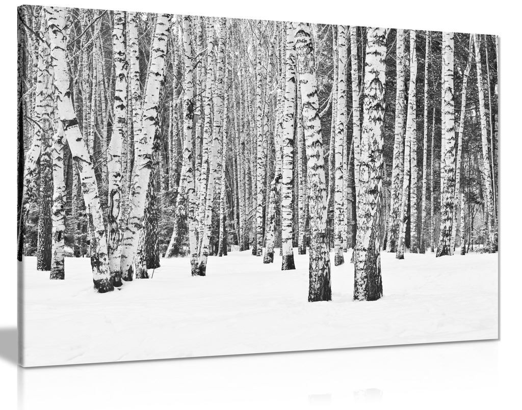 Rustic Art Tree Forest In Winter In Black White Canvas Panther
