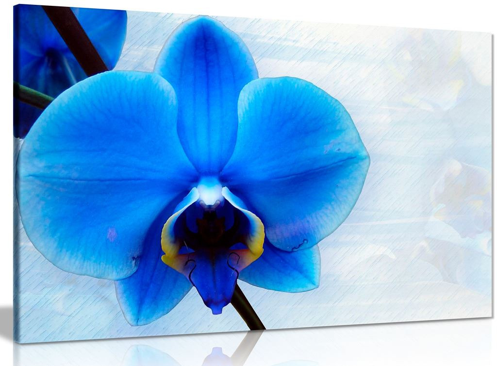 Blue Orchid Flower Canvas