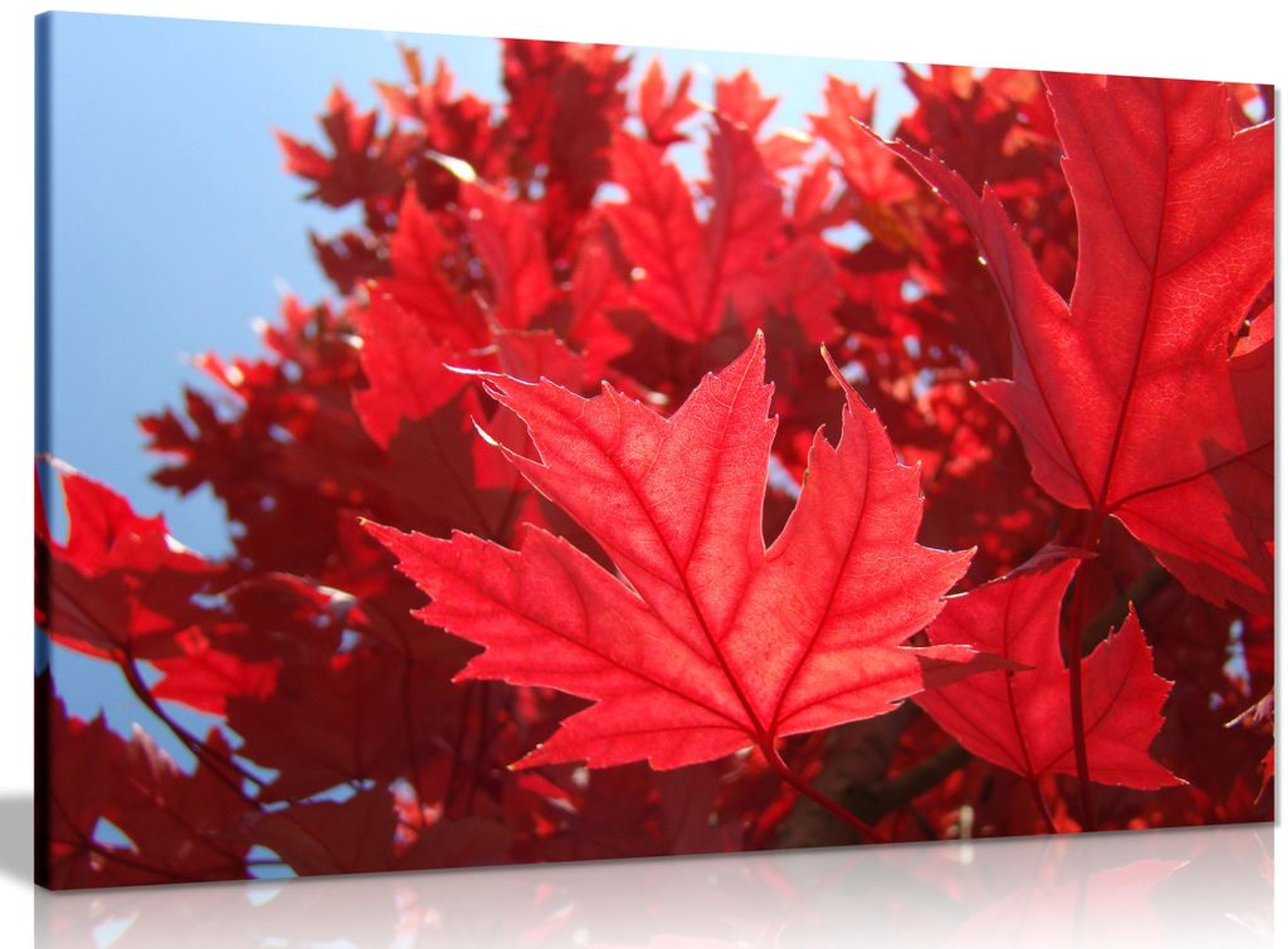 Red Autumn Leaves Canvas