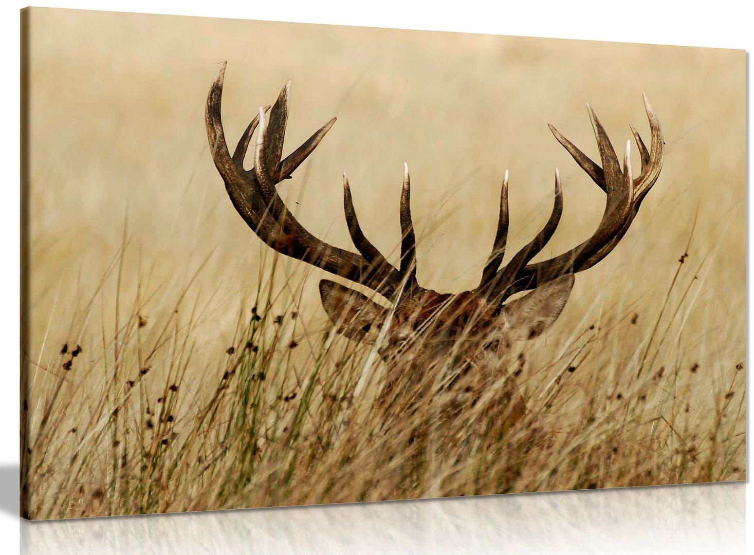 Stag In Grass Animals Canvas