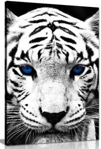 White Tiger Blue Eyes Animal Canvas