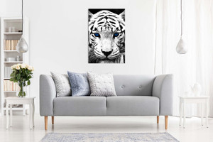 White Tiger Blue Eyes Animal Canvas