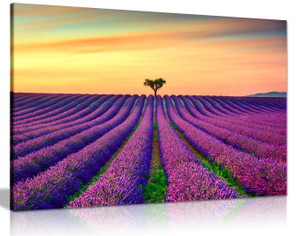 Purple Lavender Field With Orange Sunset Canvas