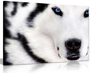 White Wolf Animal Artwork Canvas